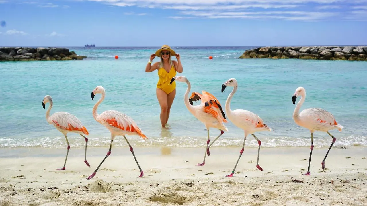 Bird Of Paradise Villa Palm Beach Aruba